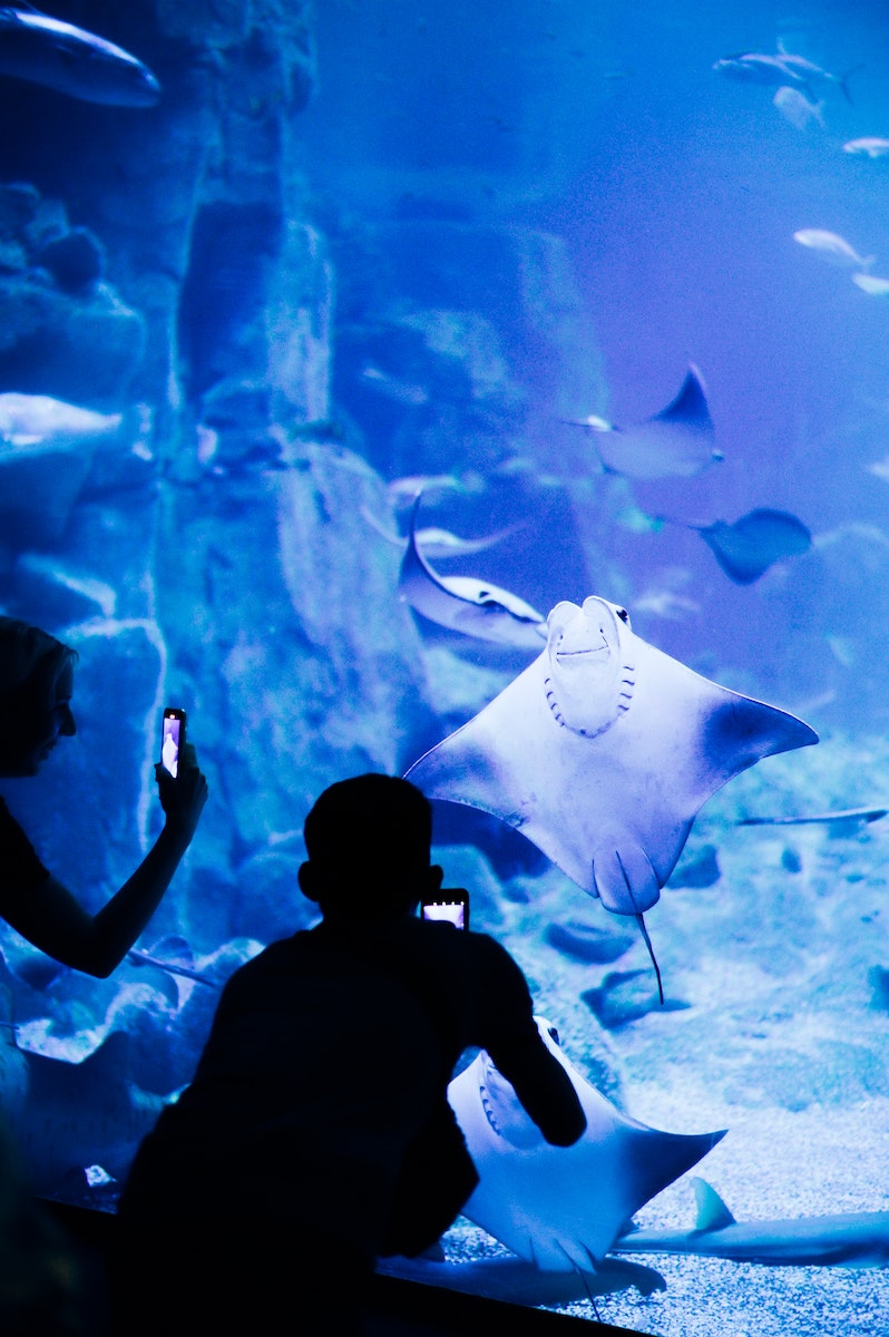 Seattle Aquarium - Man In Black Shirt Standing In Front Of Aquarium With Fishes
