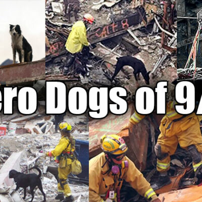 The Hero Search Dogs of 911