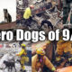 The Hero Search Dogs of 911
