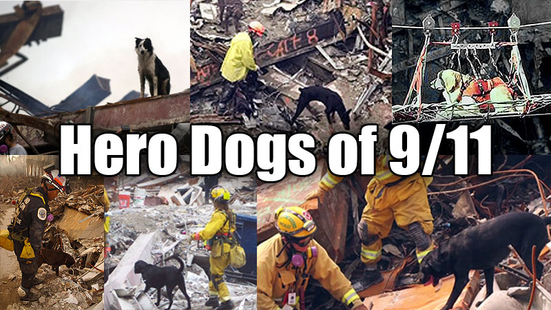 Remembering The Hero Dogs Of 911 And Their Ultimate Sacrifice