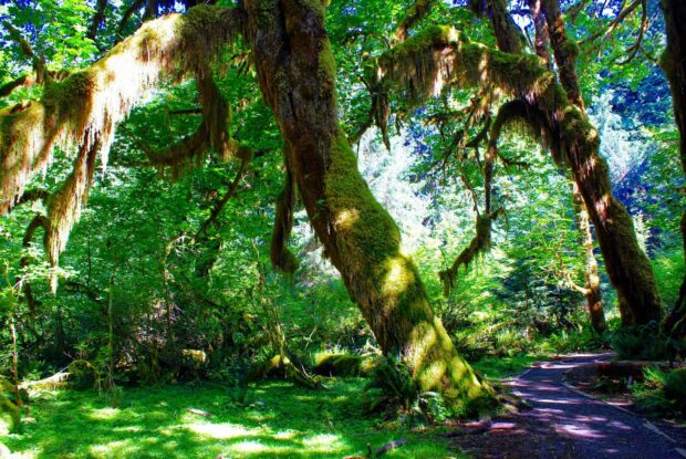 The Hoh Rain Forest, Washington - The Most Beautiful Rain Forests Around The World