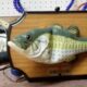 Guy Hacks Alexa Into a Billy Bass Talking Fish