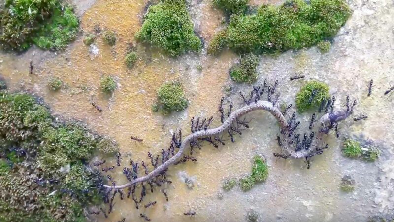 Ants Attack Snake