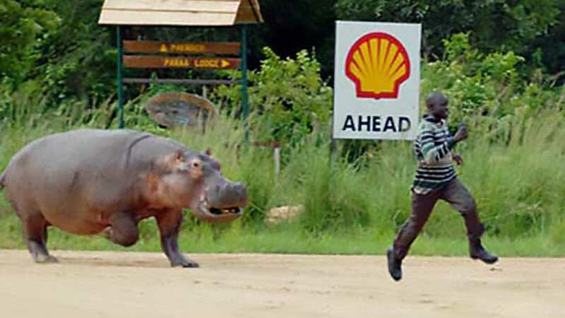 Man Running Away From A Hippo