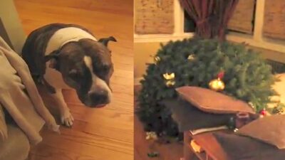 Bad Dog Vs Christmas Tree