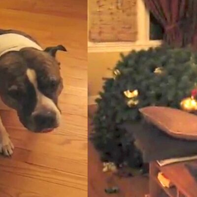 Bad Dog Vs Christmas Tree
