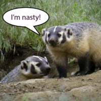 Everybody Loves This Crazy Nasty Ass Honey Badger Video