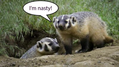badgers nasty