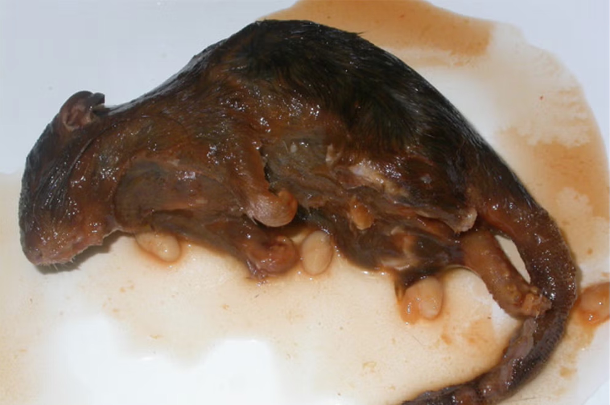 Dead Rat In Baked Beans - A Rat Is Sitting On A Plate With Fast Food Sauce On It.