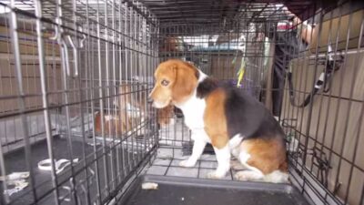 beagle freedom1