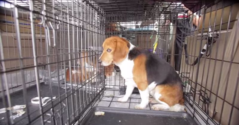 Tearful Beagles Rescue Effort From Animal Testing Lab Lets These Dogs See Sunshine For The First Time