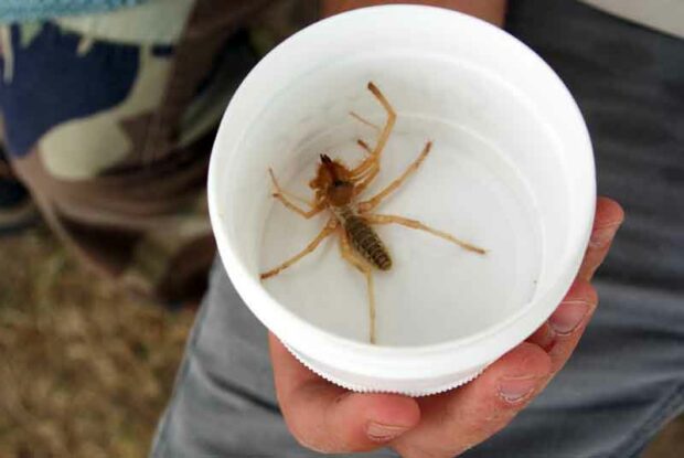 Baby Camel Spider In A Cup