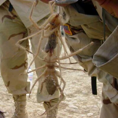 Camel Spiders Fighting