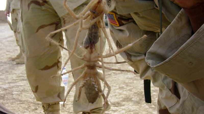 Camel Spiders Fighting