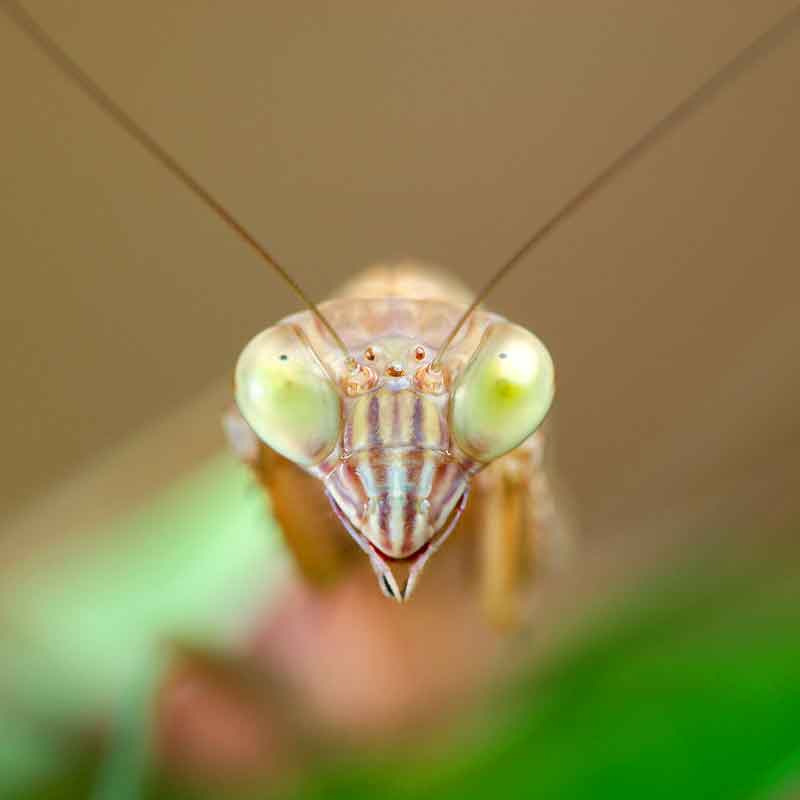 Chinese Mantis - Close Up