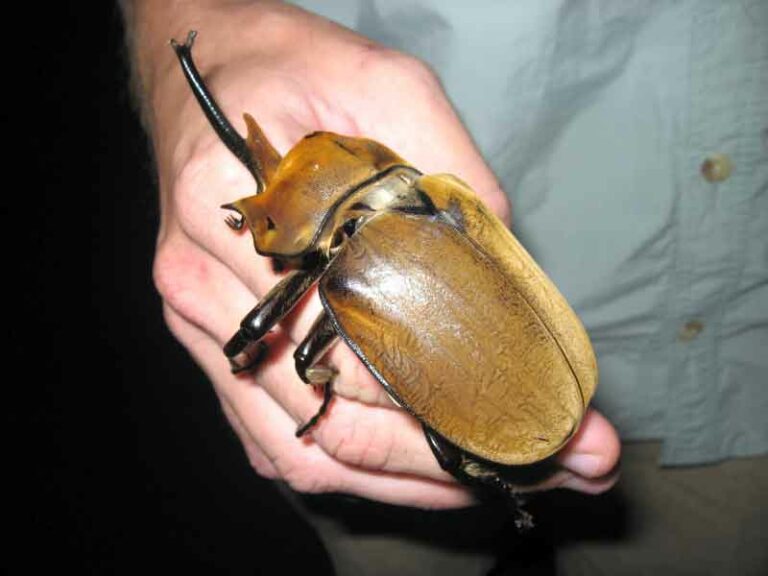 The 19 Biggest Bugs In The World