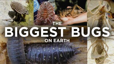 The Biggest Bugs In The World