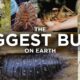 The 19 Biggest Bugs In The World