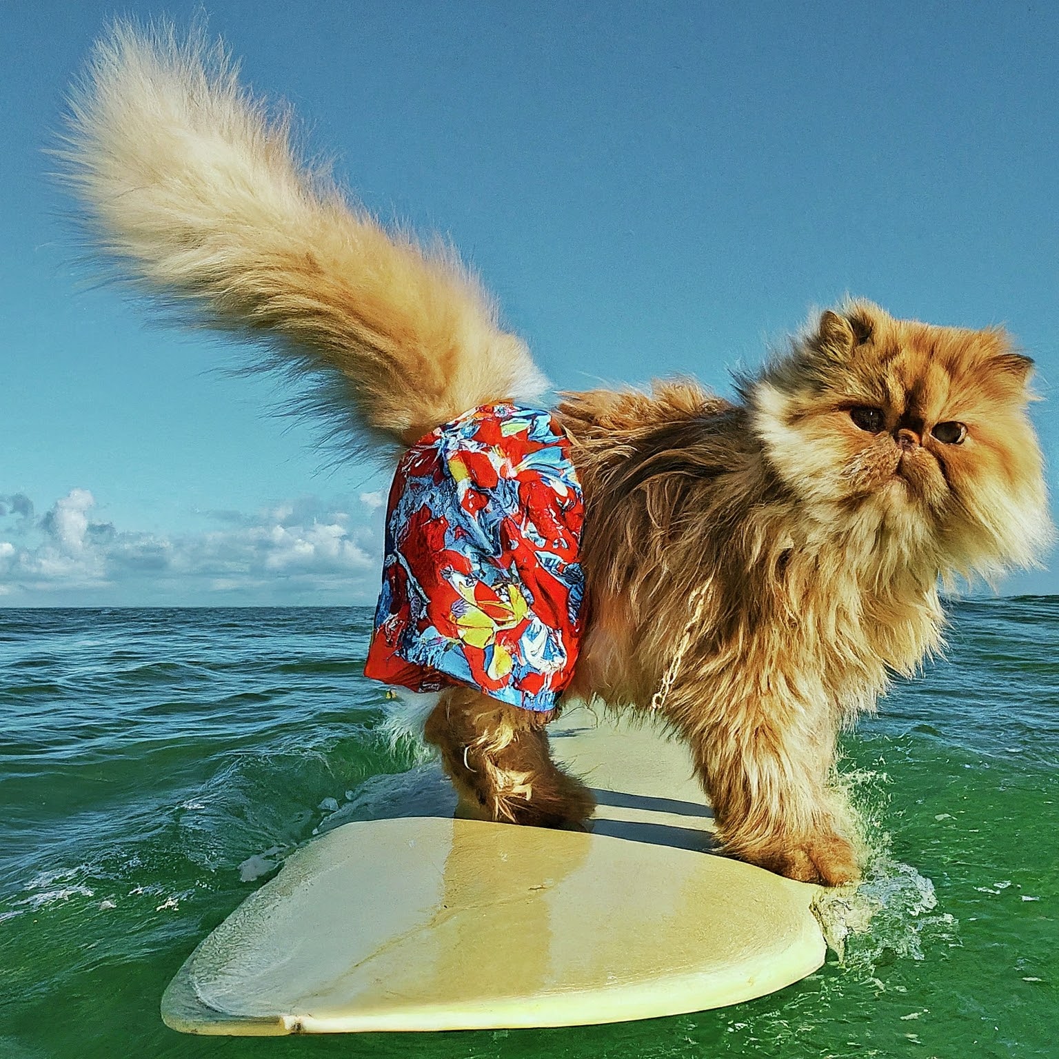 A Cat On A Surfboard In The Ocean, Wearing Shorts And Surfing The Waves.