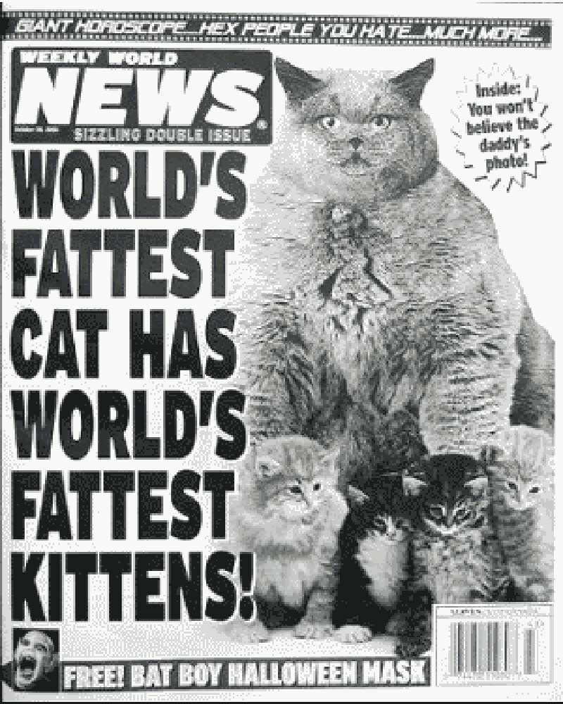 9 Crazy Tabloid Headlines About Cats