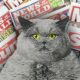 Ridiculous Tabloid Headlines (About Cats)