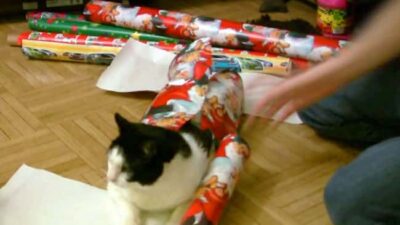 20 Ideas On What To Write Inside Your Boss'S Christmas Card - Cat Wrap 1