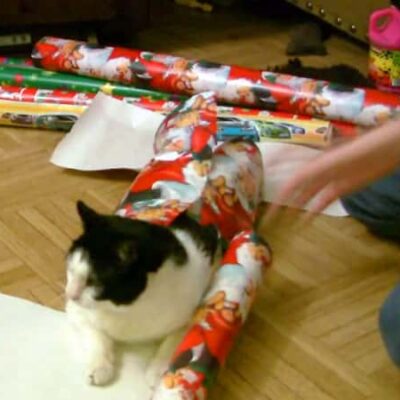 Methodshop - Cat Wrap 1