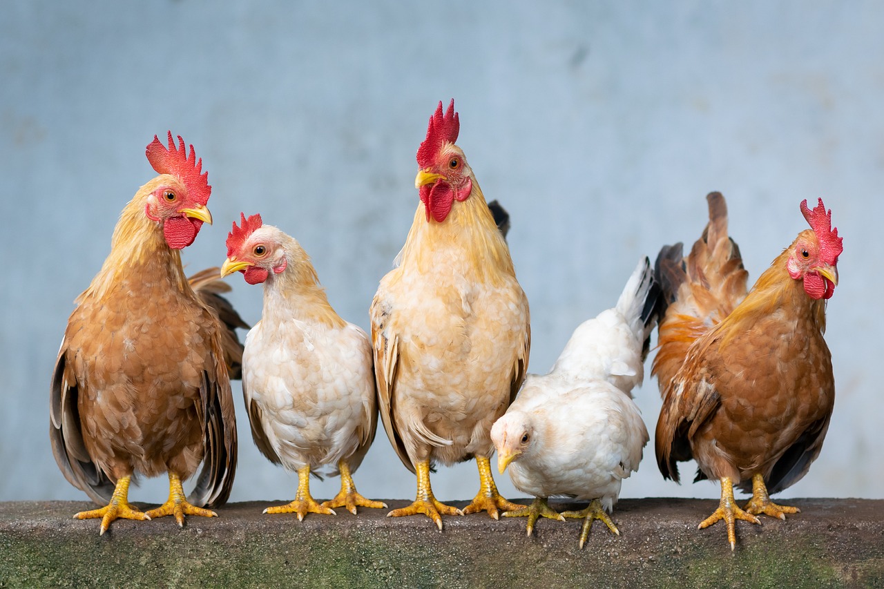 Chicken, Rooster, Hen, Chicks, Easter, Cute, Animals, Agriculture, Natura, Food, Domestic, Farm, Vietnam, Small Chicken, Eastercollection, Nature, Chicken, Chicken, Chicken, Chicken, Chicken, Hen, Hen