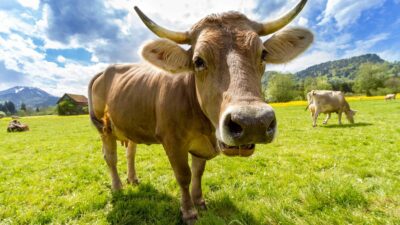 cow field horns