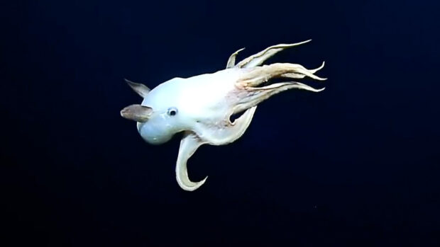 What Does A Dumbo Octopus Look Like?