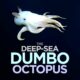 Deep-Sea Dumbo Octopus