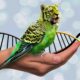 DNA Jokes: Tiger Parrot