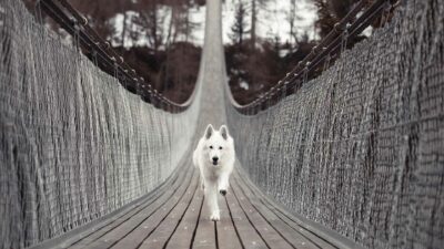 Dog Bridge