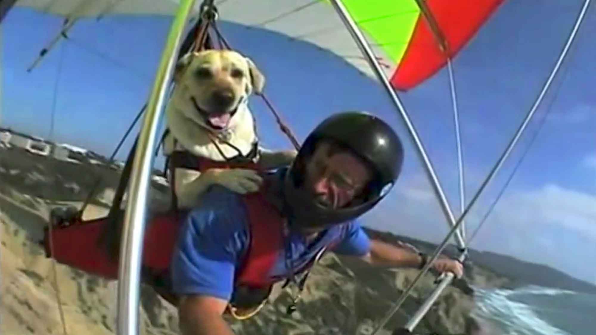 Dogs Are Awesome: Video Highlights Incredible Actions Of Dogs