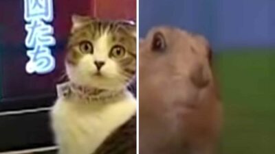 dramatic cat vs hamster