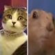 dramatic cat vs hamster