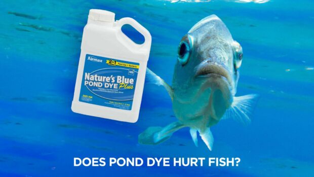 Does Pond Dye Hurt Fish?
