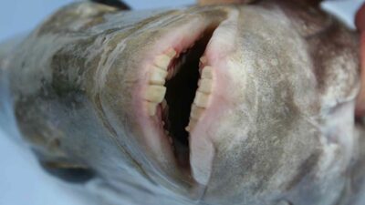 fish human teeth