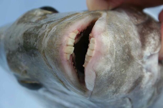 Fish With Human Teeth