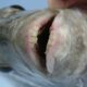 fish human teeth