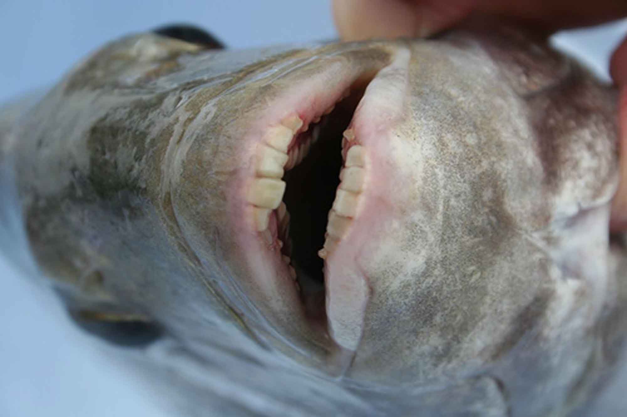 This Weird Fish With Human Teeth Probably Needs Braces