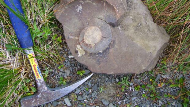 Rockhounding: Fossil And Hammer