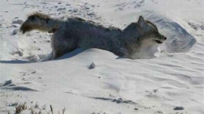 frozen coyote