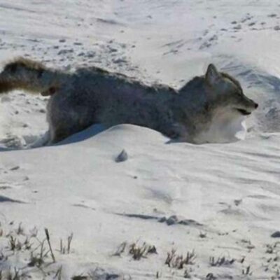 frozen coyote