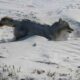 Coyote Found Frozen Solid... Literally Dead In Its Tracks