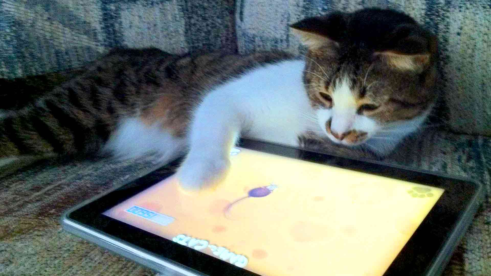 iPad App Called 'Game for Cats' Has Cats Everywhere Going Wild
