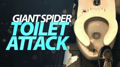 giant spider toilet attack