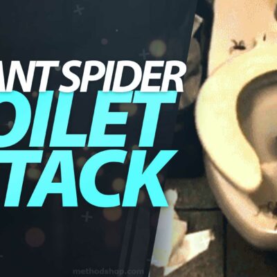 giant spider toilet attack
