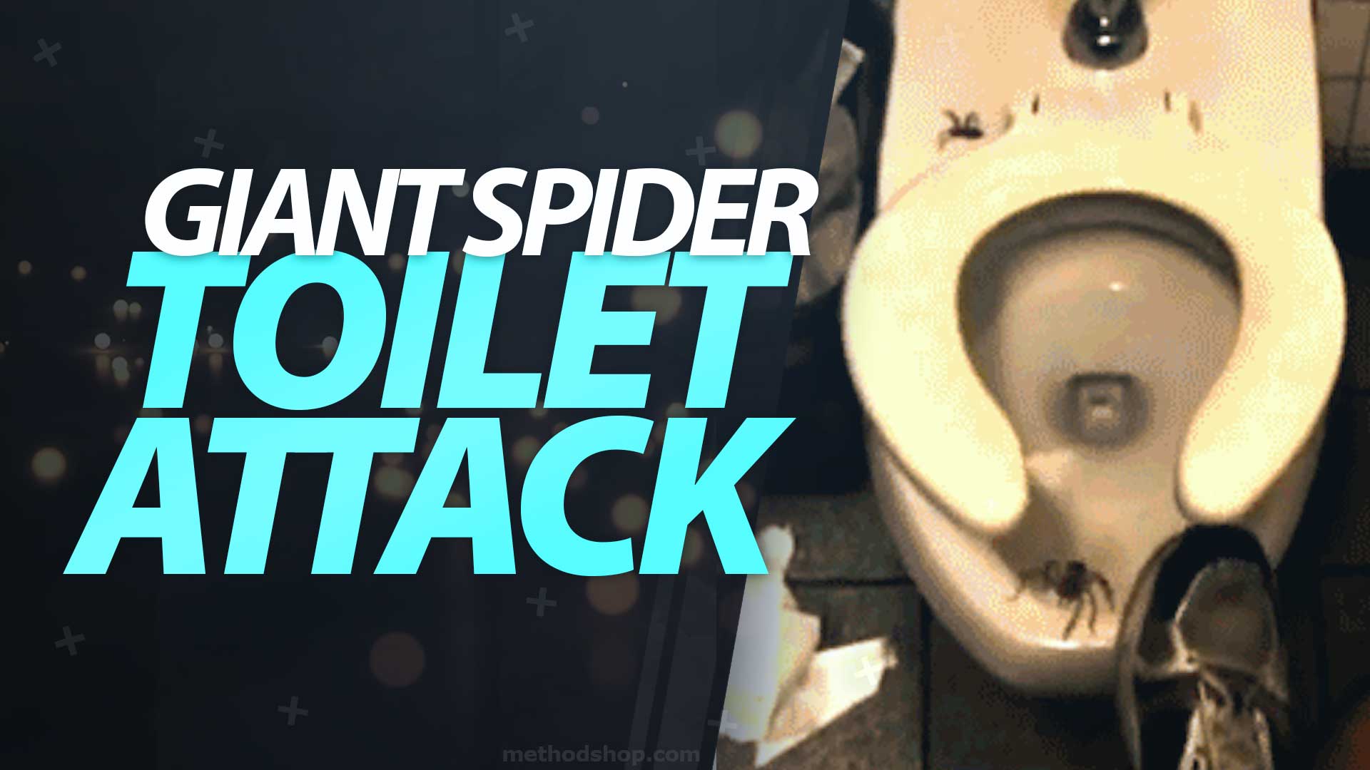 Watch This Giant Spider Jumps Out From Under A Toilet Seat And Attack!