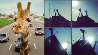 Giraffe Highway